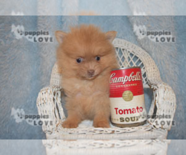 Medium Photo #7 Pomeranian Puppy For Sale in SANGER, TX, USA
