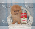 Small Photo #7 Pomeranian Puppy For Sale in SANGER, TX, USA