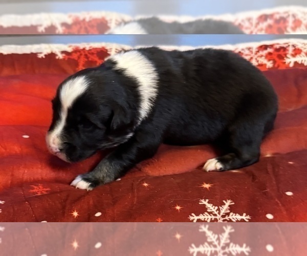 Medium Photo #46 Australian Shepherd Puppy For Sale in SALISBURY, NC, USA