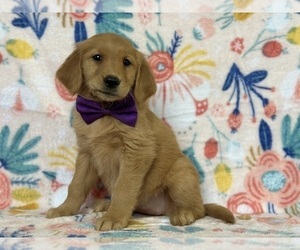 Golden Retriever Puppy for sale in LANCASTER, PA, USA