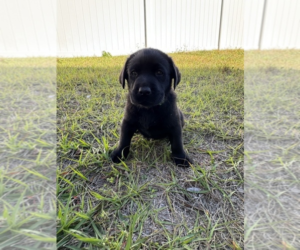 Medium Photo #11 Labrador Retriever Puppy For Sale in WEEKI WACHEE, FL, USA