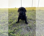 Small Photo #11 Labrador Retriever Puppy For Sale in WEEKI WACHEE, FL, USA