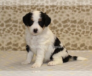 Miniature Bernedoodle Puppy for sale in DENVER, PA, USA