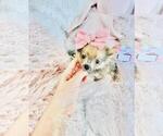 Small #20 Pomeranian
