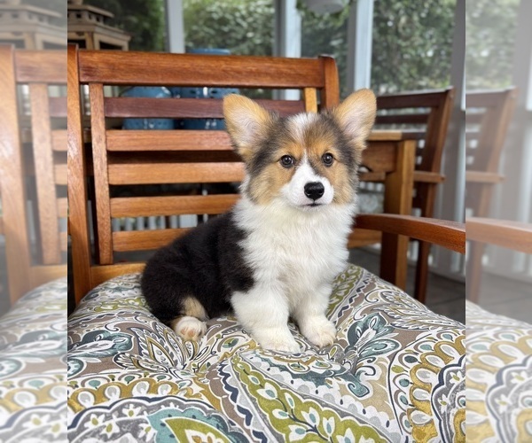 Medium Photo #5 Pembroke Welsh Corgi Puppy For Sale in NOBLESVILLE, IN, USA