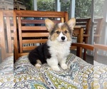 Bambi - Female Pembroke Welsh Corgi Puppy for Sale - Photo #5