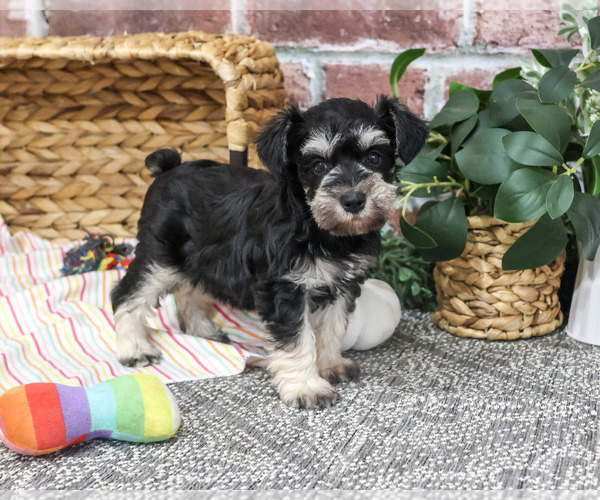 Medium Photo #5 Schnauzer (Miniature) Puppy For Sale in SYRACUSE, IN, USA