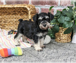 Eden - Female Schnauzer (Miniature) Puppy for Sale - Photo #5
