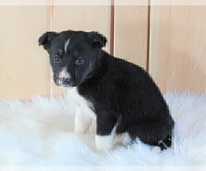 German Shepherd Dog-Siberian Husky Mix Puppy for sale in FREDERICKSBURG, OH, USA