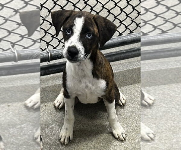 Medium Photo #1 Black Mouth Cur-Unknown Mix Puppy For Sale in Sterling, MA, USA