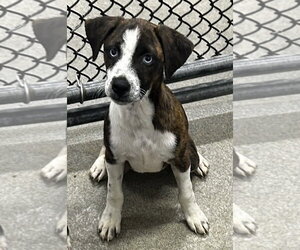 Black Mouth Cur-Unknown Mix Dogs for adoption in Sterling, MA, USA