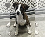 Brinkley 2mo (AVA 10/21) - Female Black Mouth Cur-Unknown Mix Dog for Adoption - Small photo