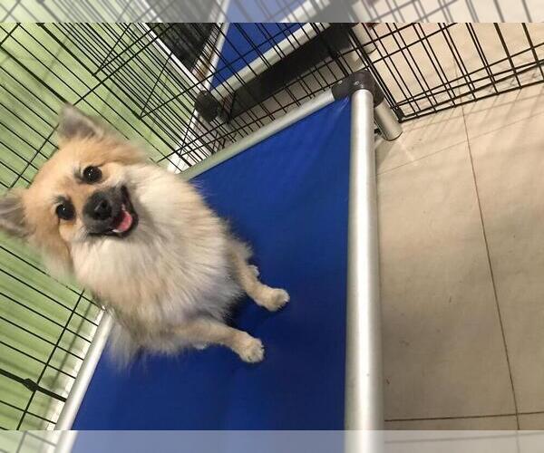 Medium Photo #1 Pomeranian Puppy For Sale in COOPER CITY, FL, USA
