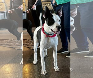 Radar - Ready for Fun! - Male Bullypit Dog for Adoption - Photo #12