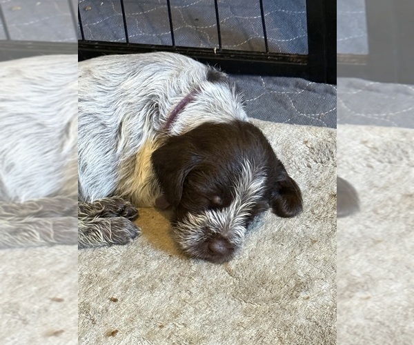 Medium Photo #9 Wirehaired Pointing Griffon Puppy For Sale in CADYVILLE, NY, USA