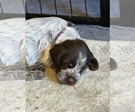 Litter of 12 - Male(s) and Female(s) Wirehaired Pointing GriffonLitter of Puppies for Sale - Photo #9