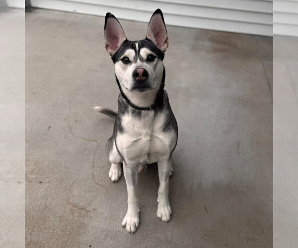 Medium Photo #5 Siberian Husky-Unknown Mix Puppy For Sale in Muskegon, MI, USA