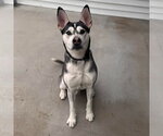 Small #4 Siberian Husky Mix