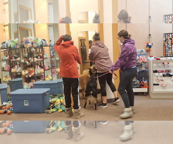 Medium Photo #33 German Shepherd Dog-Unknown Mix Puppy For Sale in Sebec, ME, USA