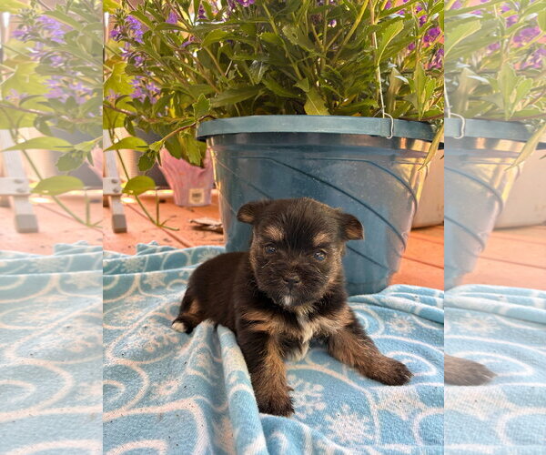 Medium Photo #1 Mutt Puppy For Sale in Pacolet, SC, USA