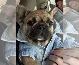 Medium French Bulldog