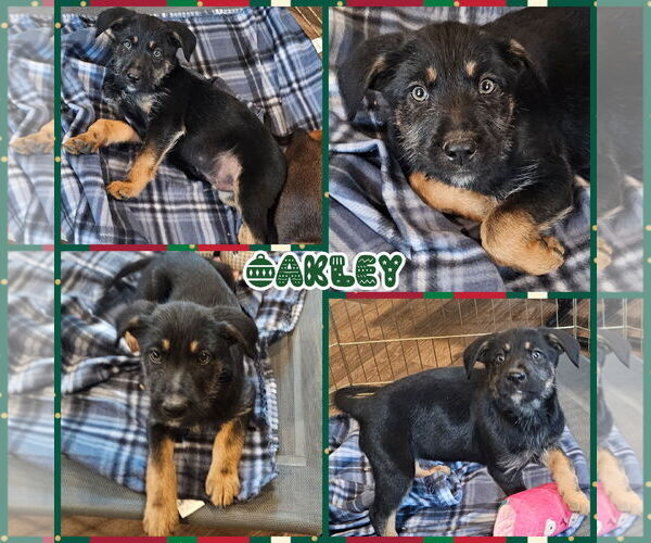 Medium Photo #1 German Shepherd Dog-Unknown Mix Puppy For Sale in Blacksburg, SC, USA