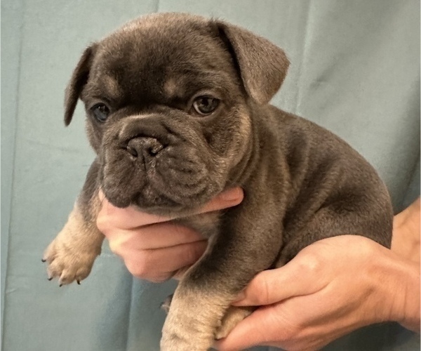 Medium Photo #2 French Bulldog Puppy For Sale in BAKERSFIELD, CA, USA