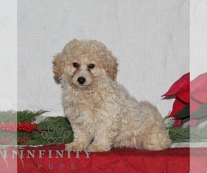 Bichpoo Puppy for sale in RISING SUN, MD, USA