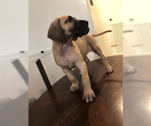 Medium Photo #1 Great Dane Puppy For Sale in SURPRISE, AZ, USA