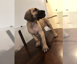 Great Dane Puppy for sale in SURPRISE, AZ, USA