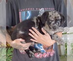 Small #1 Australian Shepherd-Catahoula Leopard Dog Mix