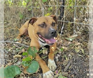 Black Mouth Cur-Staffordshire Bull Terrier Mix Dogs for adoption in Waco, TX, USA