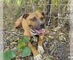 Small Black Mouth Cur-Staffordshire Bull Terrier Mix