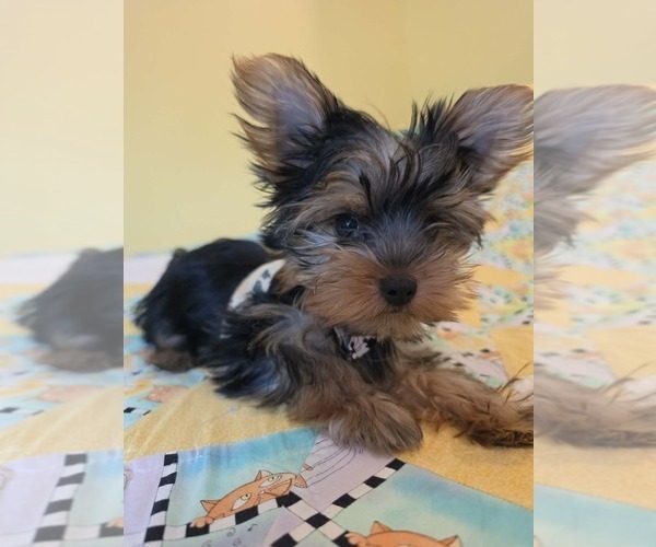 Medium Photo #3 Yorkshire Terrier Puppy For Sale in BONNERDALE, AR, USA