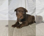 Small #9 Huskies -Labrador Retriever Mix