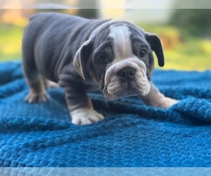 English Bulldog Puppy for sale in POWHATAN, VA, USA