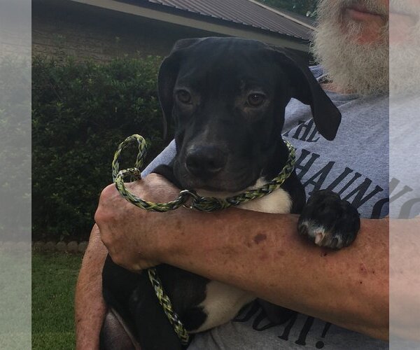 Medium Photo #2 Labrador Retriever-Unknown Mix Puppy For Sale in Slidell, LA, USA