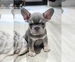 Puppy 5 French Bulldog