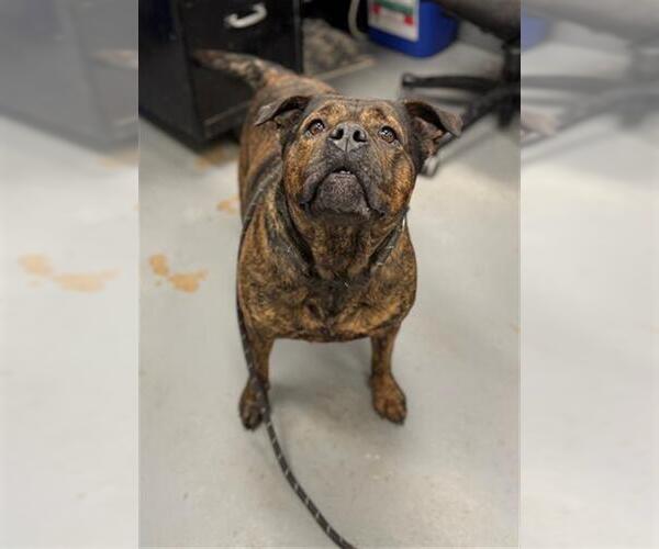 Medium Photo #1 Mutt Puppy For Sale in Peoria, IL, USA