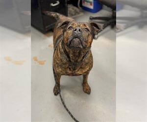 Mutt Dogs for adoption in Peoria, IL, USA