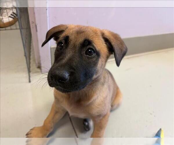 Medium Photo #1 Mutt Puppy For Sale in Santa Cruz, CA, USA