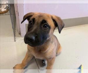 Mutt Dogs for adoption in Santa Cruz, CA, USA