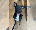 Small American Staffordshire Terrier-Labrador Retriever Mix