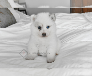 Pomsky Puppy for sale in KANSAS CITY, MO, USA