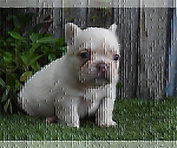 Medium Photo #1 French Bulldog Puppy For Sale in WEST PALM BEACH, FL, USA