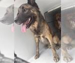 Small German Shepherd Dog