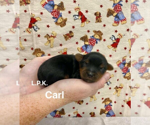 Medium Photo #1 Yorkshire Terrier Puppy For Sale in WINNSBORO, LA, USA