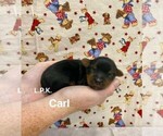 Image preview for Ad Listing. Nickname: Tiny Carl