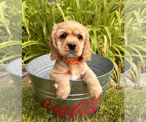 Cocker Spaniel Puppy for sale in MIDDLEBURY, IN, USA