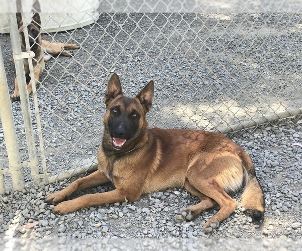 Medium Photo #4 Belgian Malinois Puppy For Sale in VACAVILLE, CA, USA